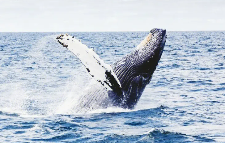 1681091353318717.png